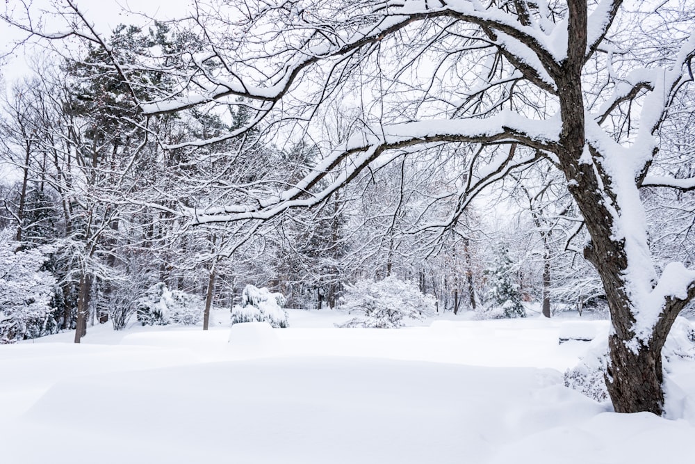 árboles sin hojas en el suelo cubierto de nieve durante el día