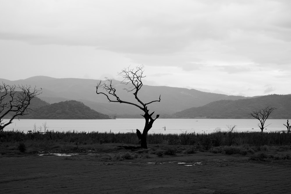 leafless tree on the field near the lake