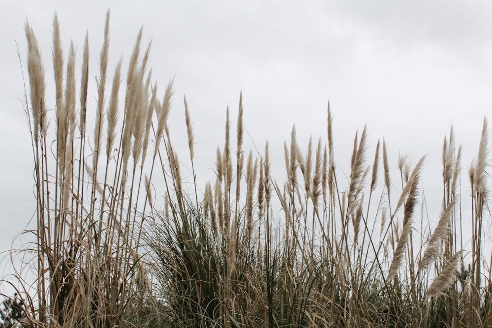 brown grass under white sky during daytime