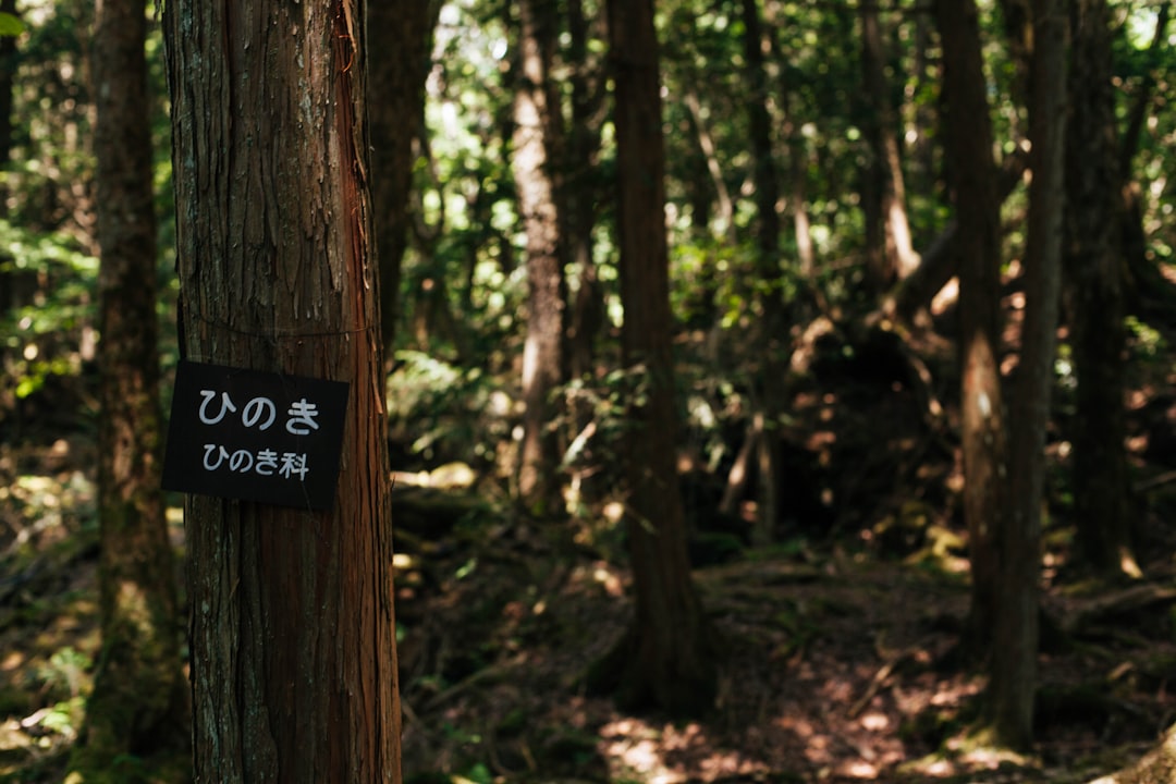 travelers stories about Forest in Mount Fuji, Japan