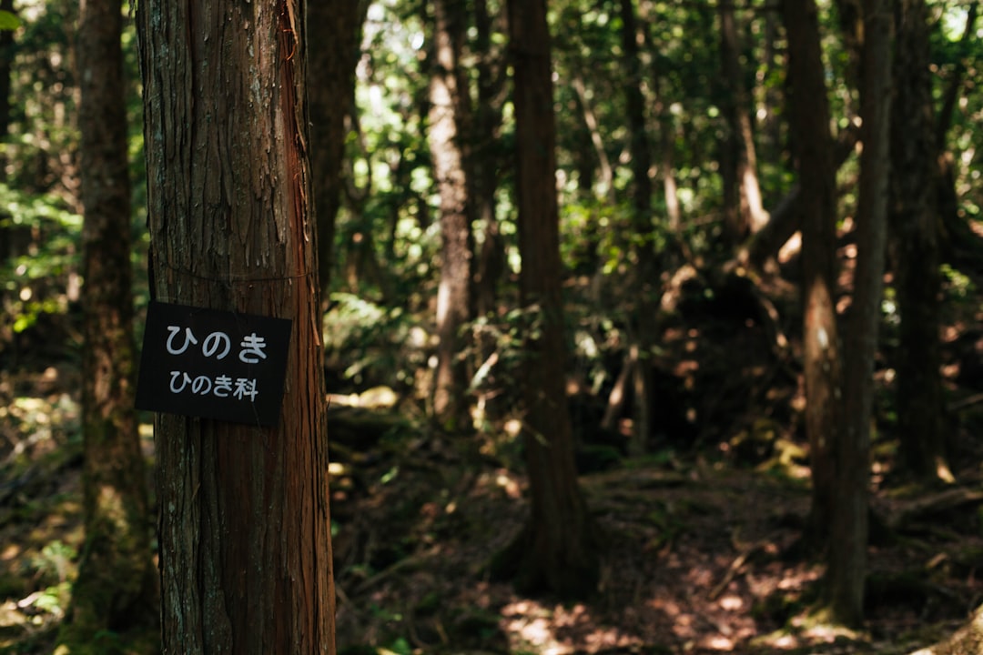 Forest photo spot Mount Fuji Port of Yokohama