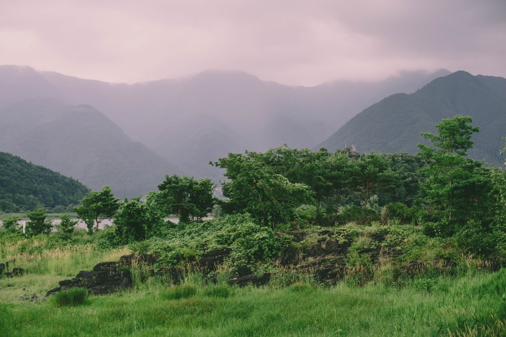 green trees on green grass field during daytime