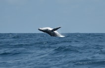 whale tail over blue sea during daytime