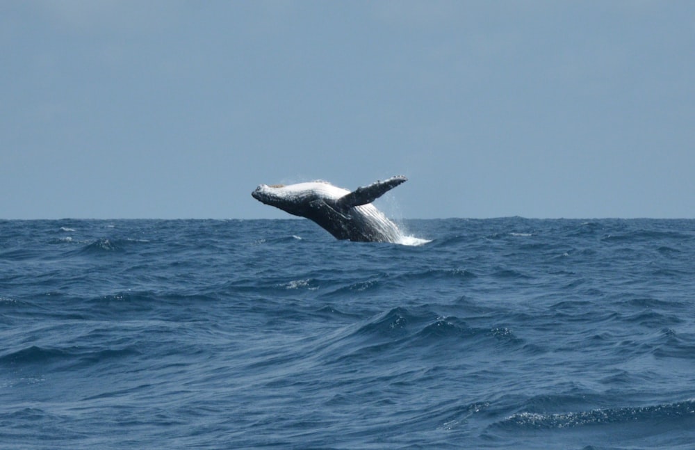 昼間の青い海に浮かぶクジラの尾