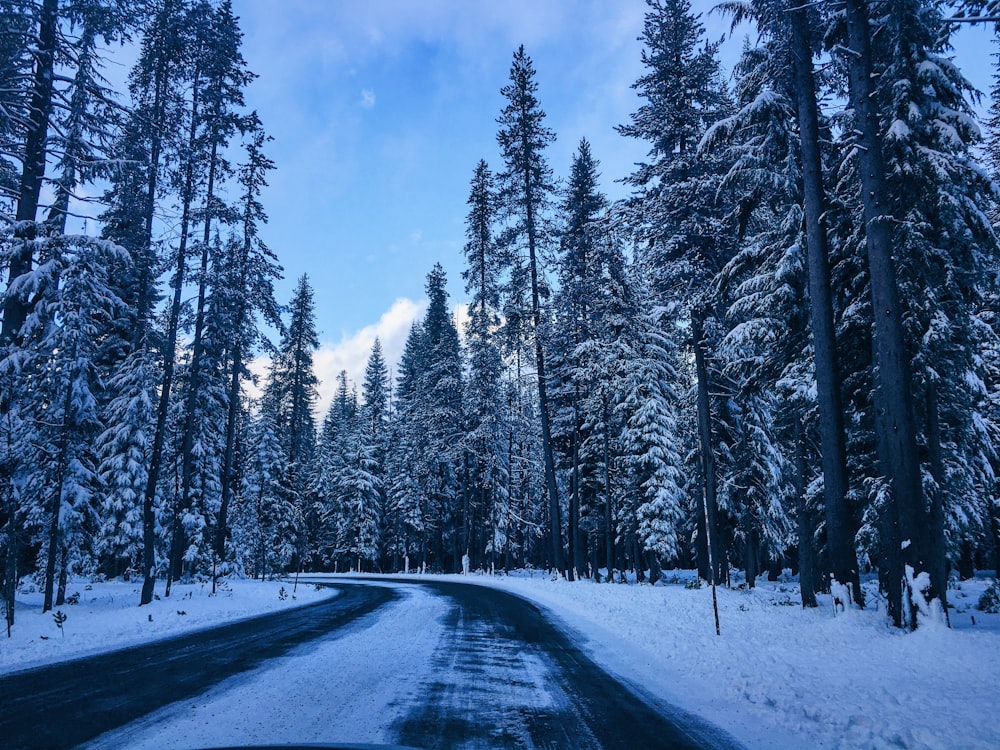 Carretera cubierta de nieve entre árboles bajo el cielo azul durante el día