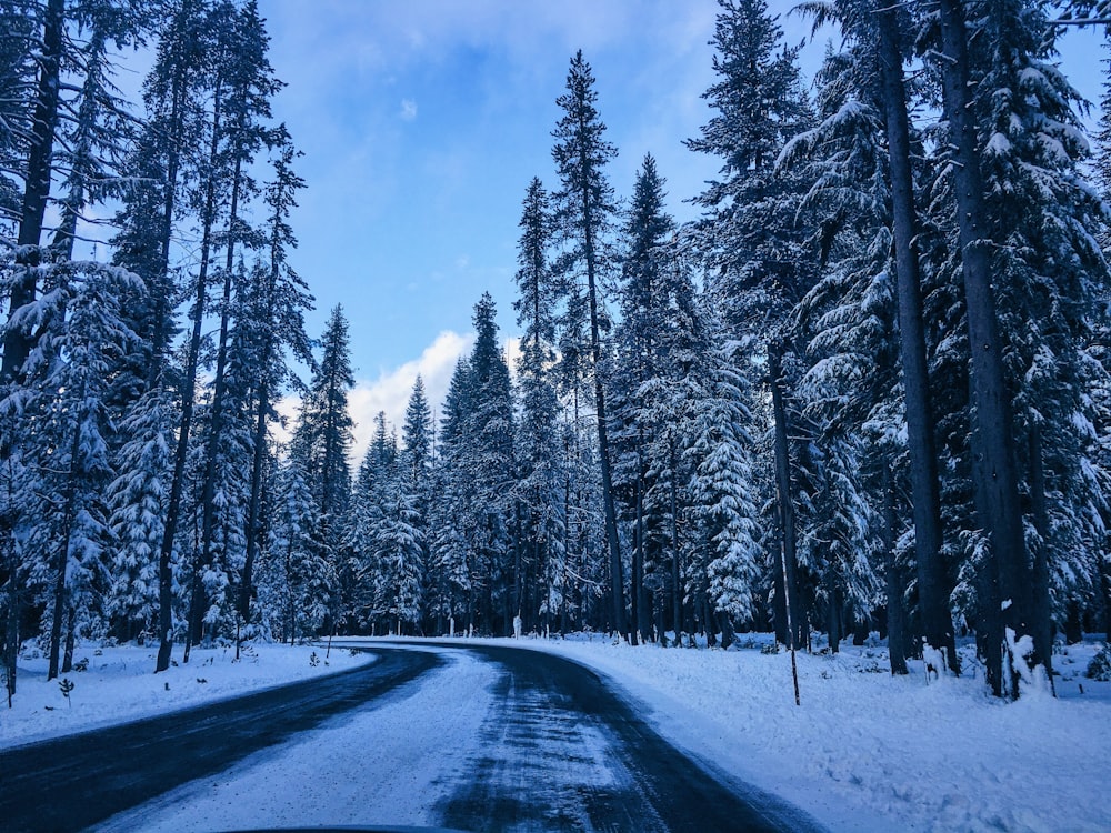 route enneigée entre les arbres sous le ciel bleu pendant la journée