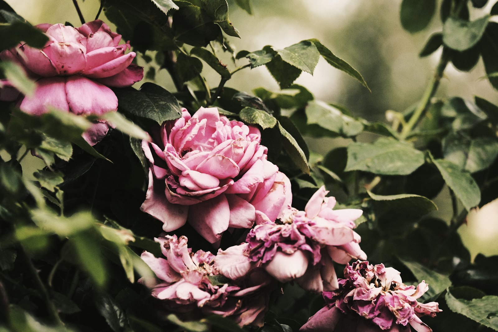 Fujifilm X-T20 + Fujifilm XF 55-200mm F3.5-4.8 R LM OIS sample photo. Pink roses in close photography