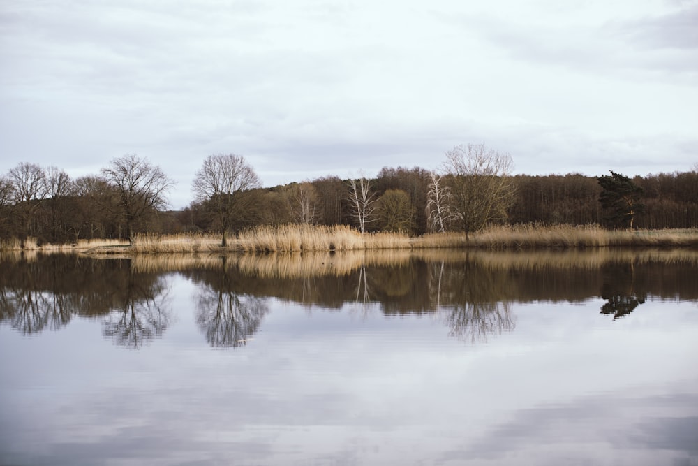 brown leafless trees beside lake under white sky during daytime