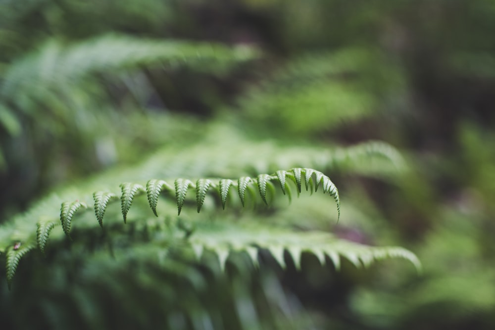 Plante de fougère verte en photographie en gros plan