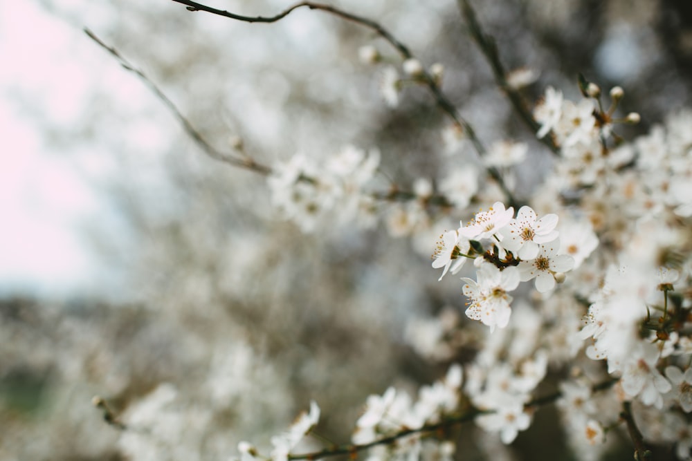 white cherry blossom in close up photography