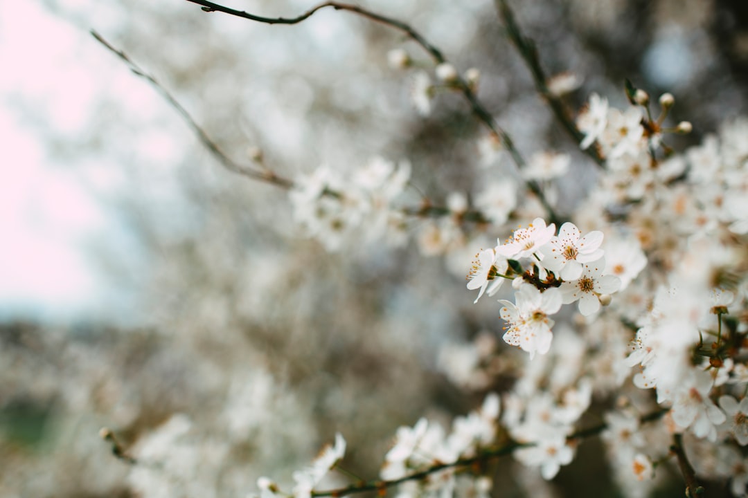 white cherry blossom in close up photography