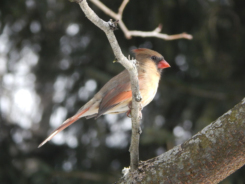 brown and white bird on tree branch