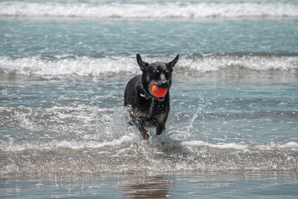 a dog running through the water with a ball in its mouth