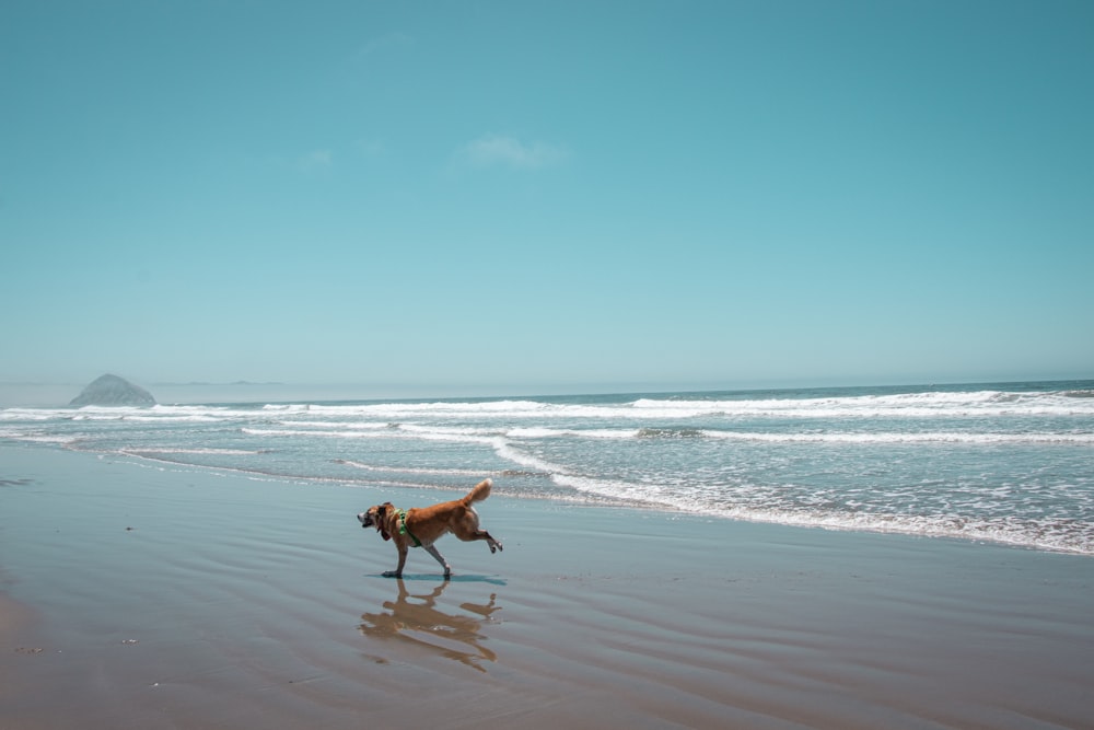 brown short coated dog on beach during daytime