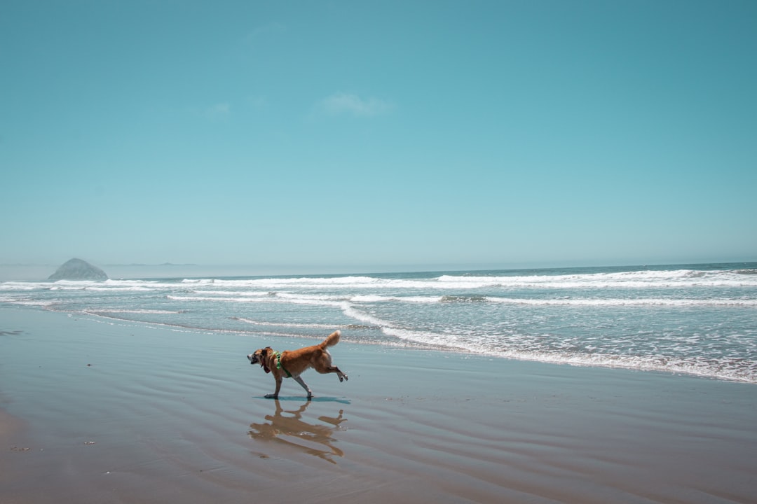 Fetching Fun: 31 Dog-Friendly Beaches For You And Your Pooch To Enj… — Fetching Fun