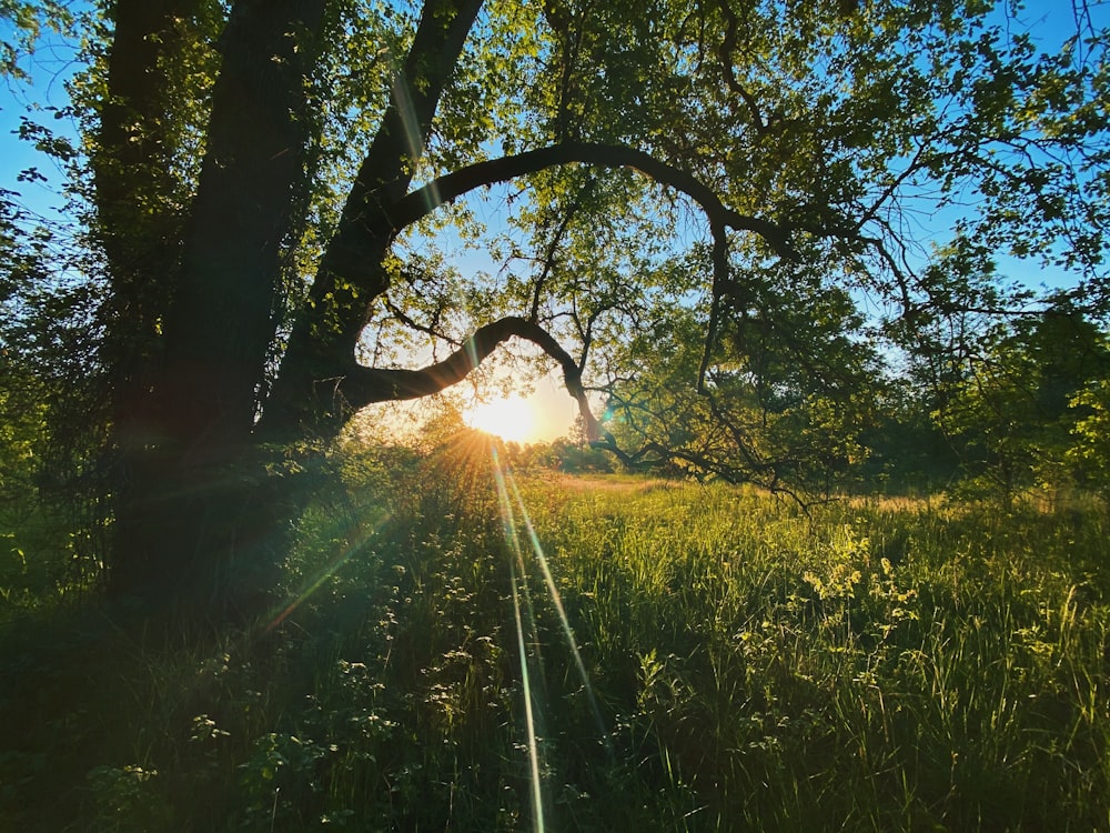 green grass field and trees during daytime