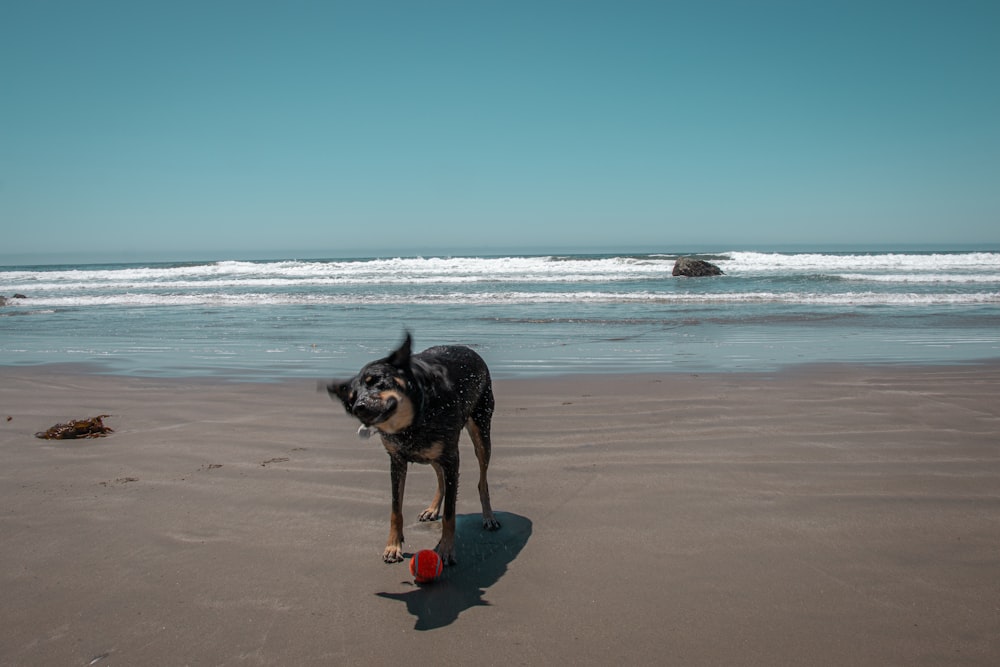 Perro de tamaño mediano de pelaje corto negro y fuego en la playa durante el día