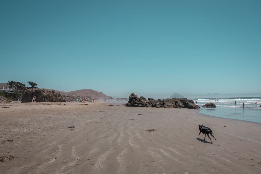 black dog on beach during daytime