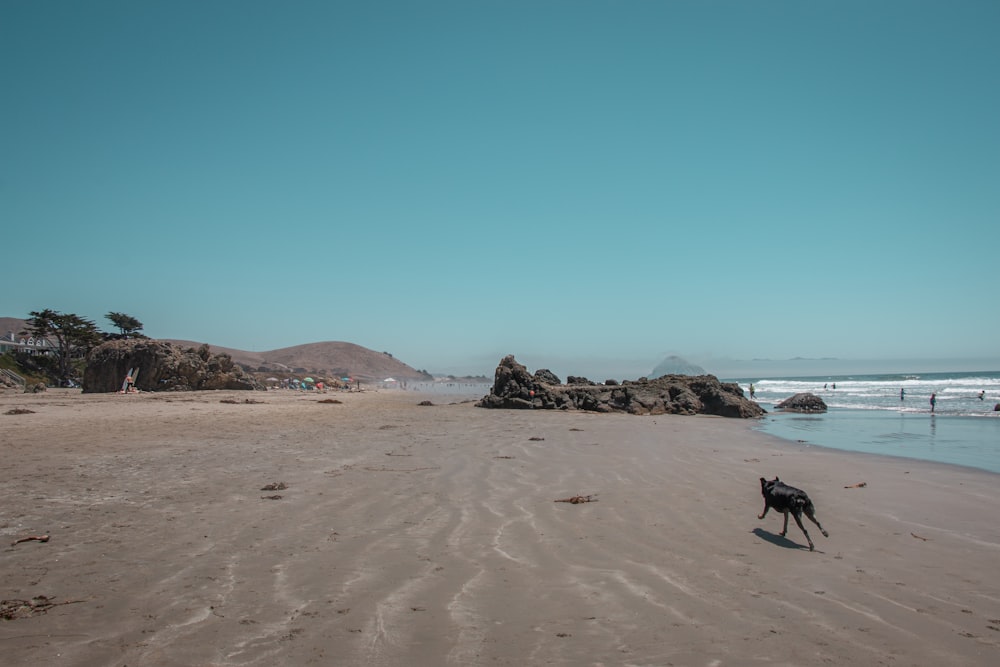 Perro negro en la playa durante el día