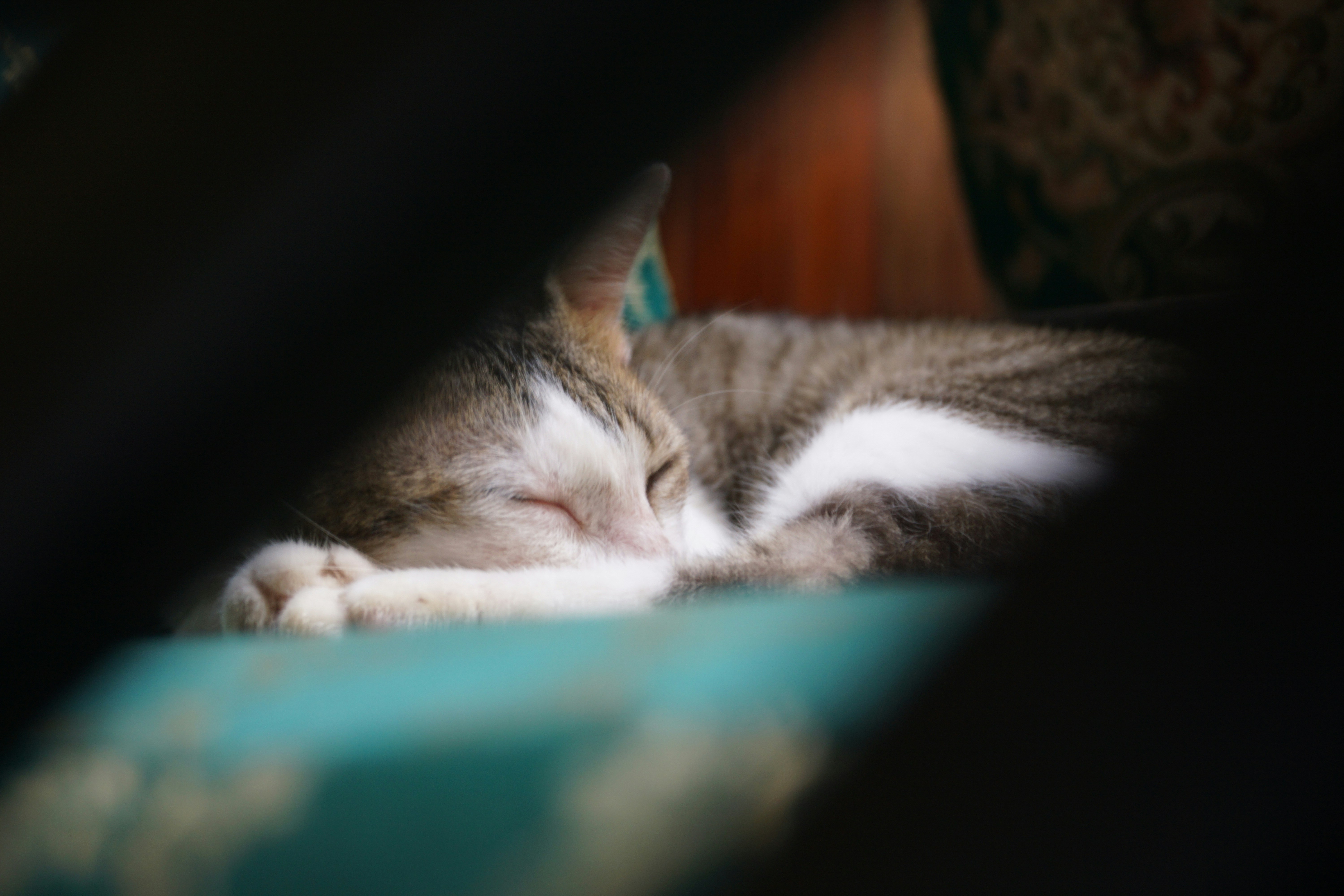 silver tabby cat lying on green textile