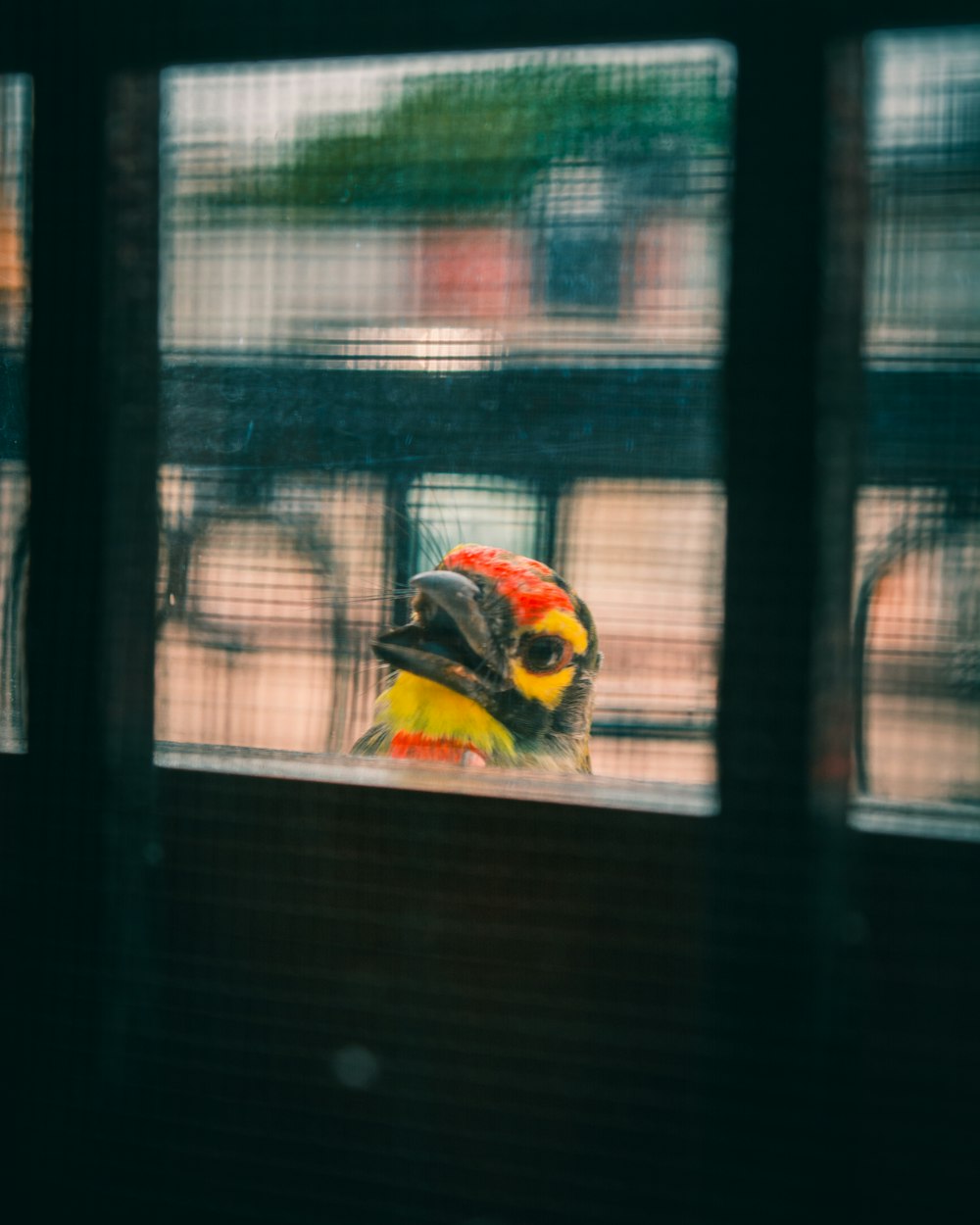 yellow red and black bird on black metal window