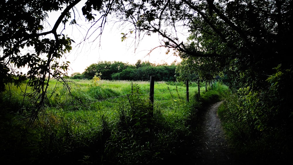 green grass field and trees near river during daytime