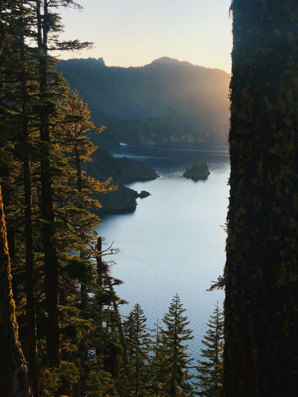 alberi verdi vicino allo specchio d'acqua durante il giorno