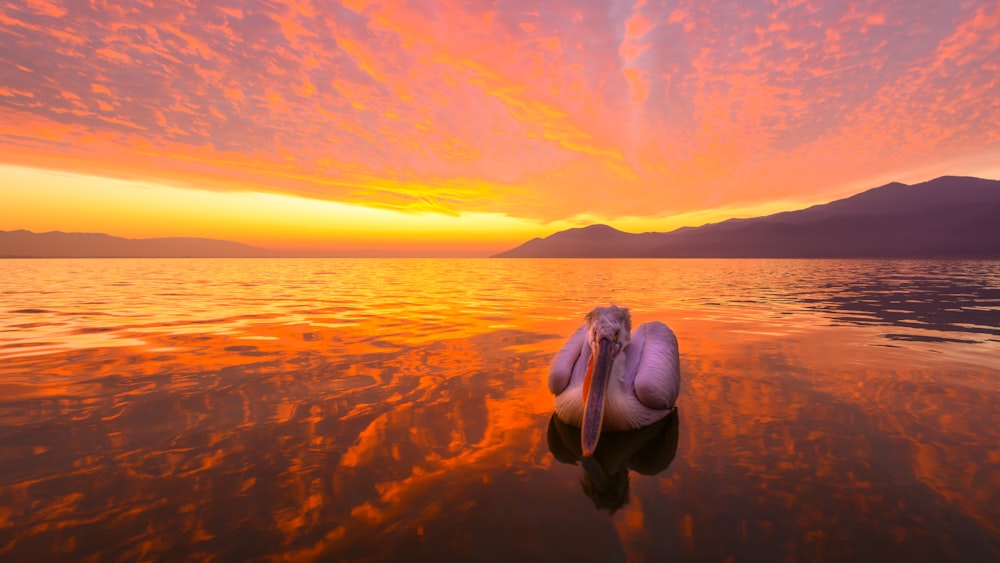 bird flying over the sea during sunset