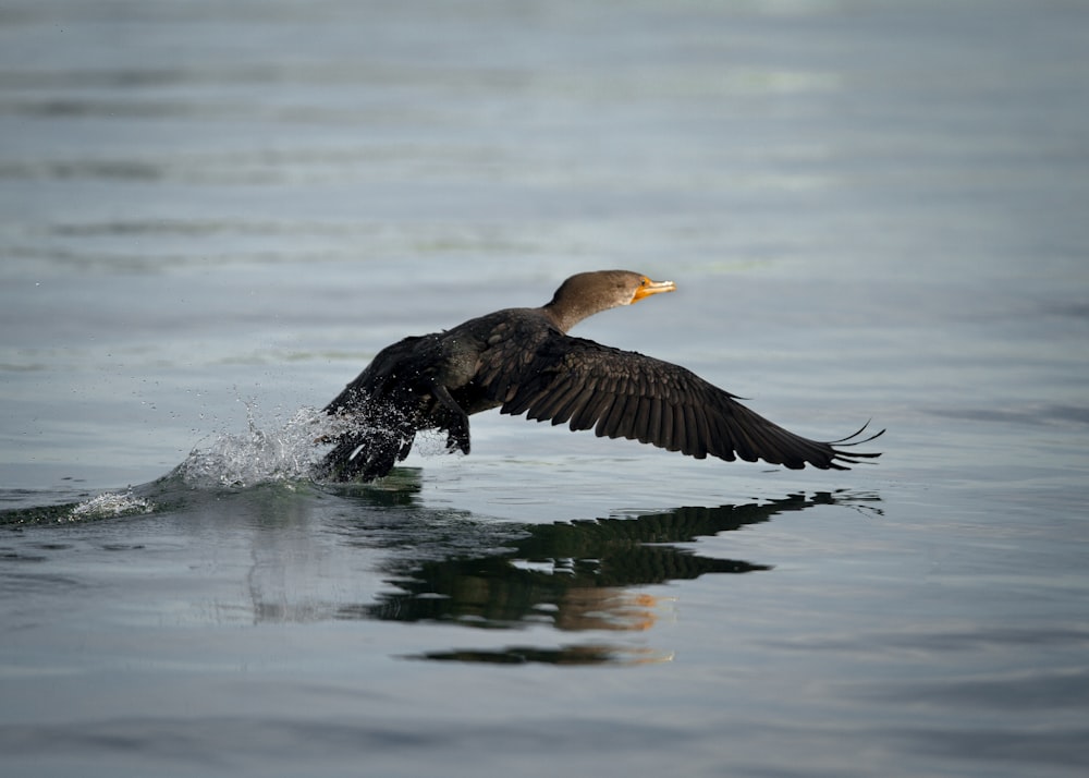 Uccello nero e marrone sull'acqua durante il giorno