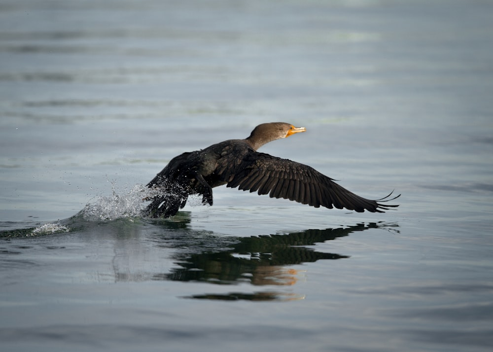 black and brown bird on water during daytime