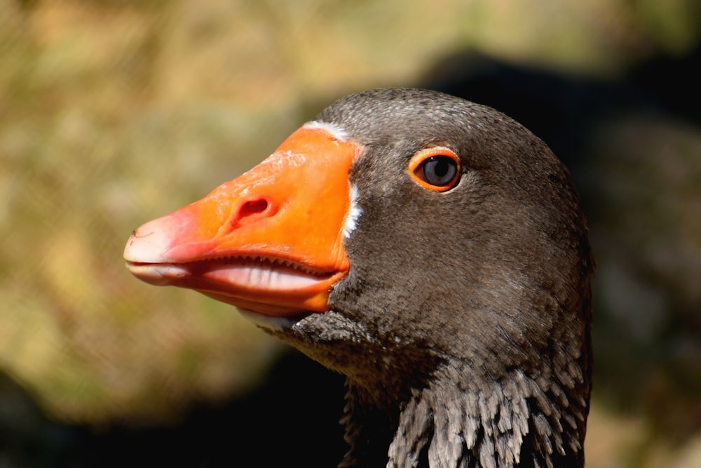 black duck with orange beak