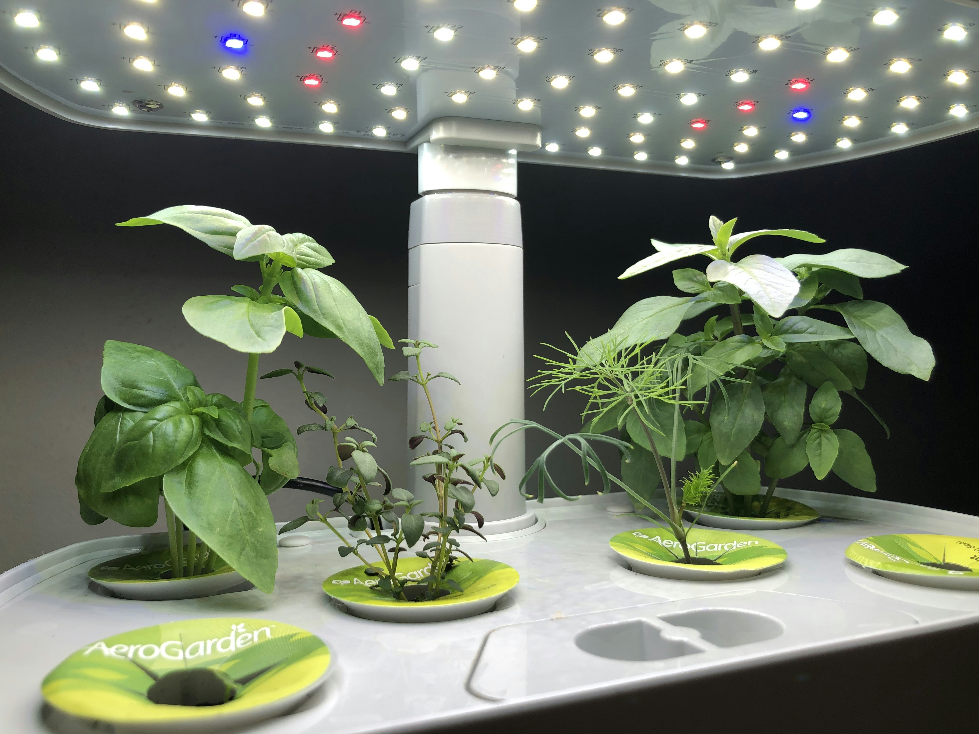 Fresh basil and dill growing in an indoor hydroponic garden.