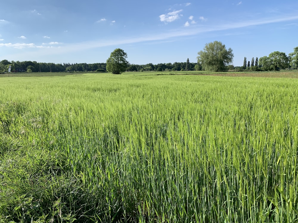 green grass field under blue sky during daytime