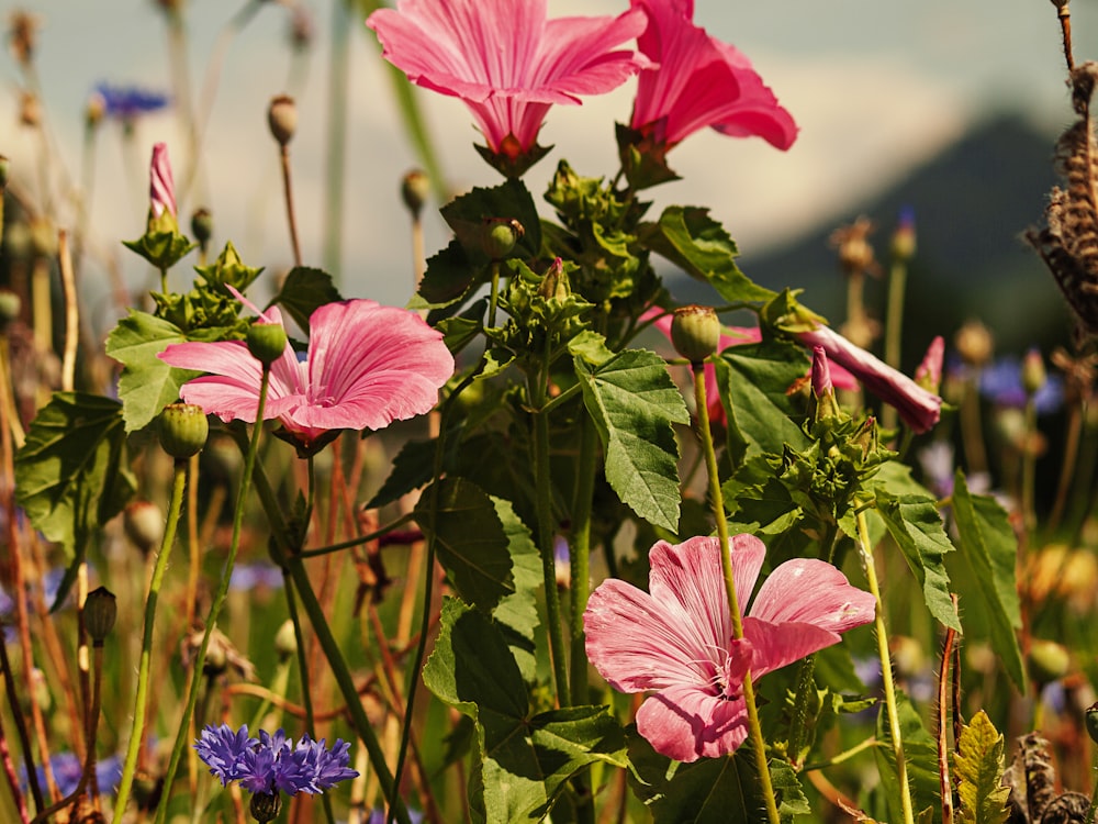 pink flower with green leaves during daytime