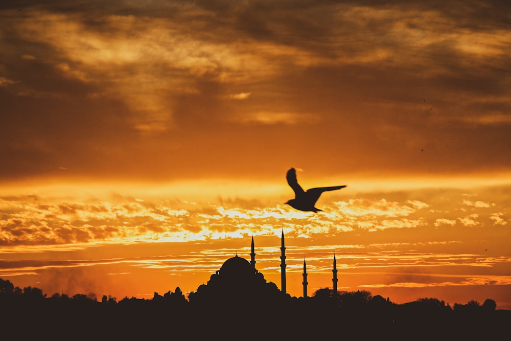 silhouette of bird flying over the trees during sunset