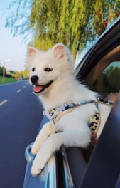 A happy dog looking out the window of a moving vehicle on a sunny day.