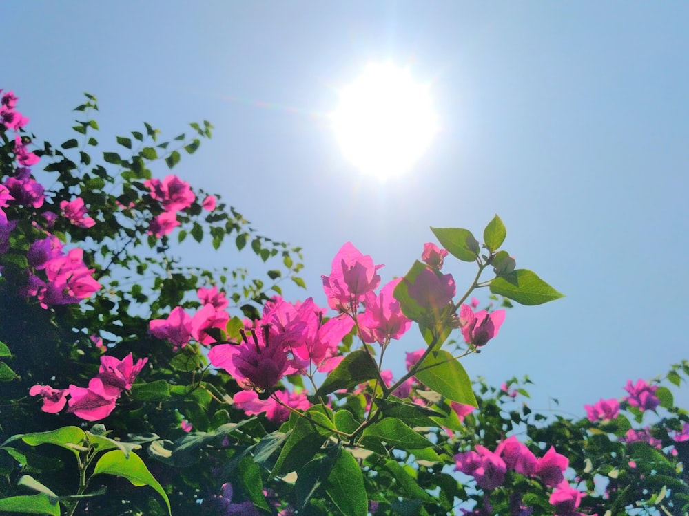 pink flowers under sunny sky