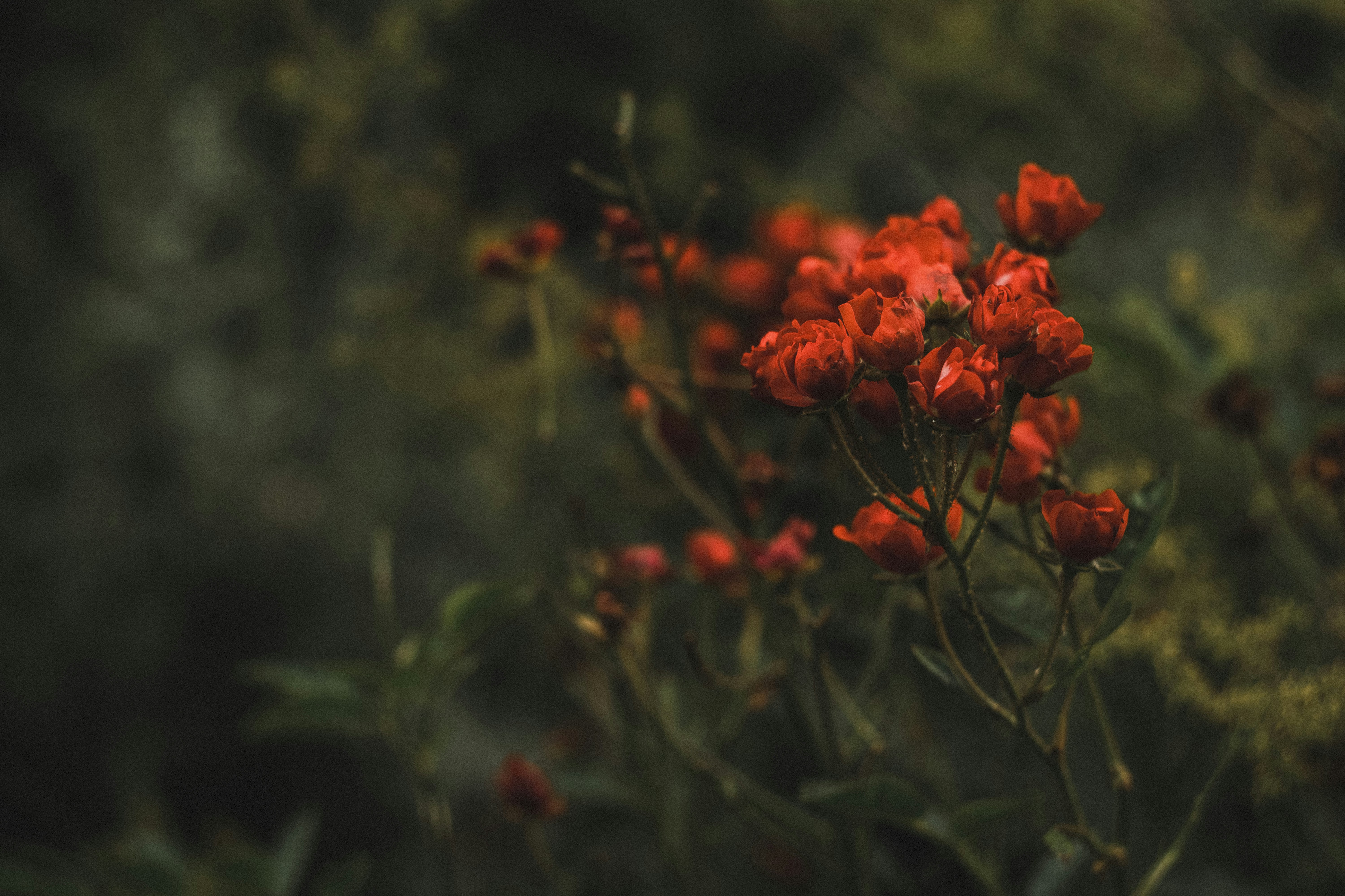 Photo by walkthecreator