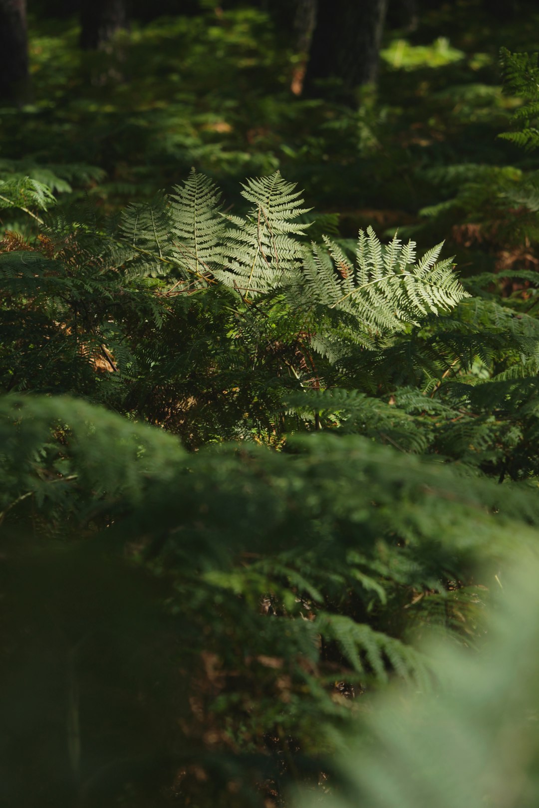 green pine tree in close up photography