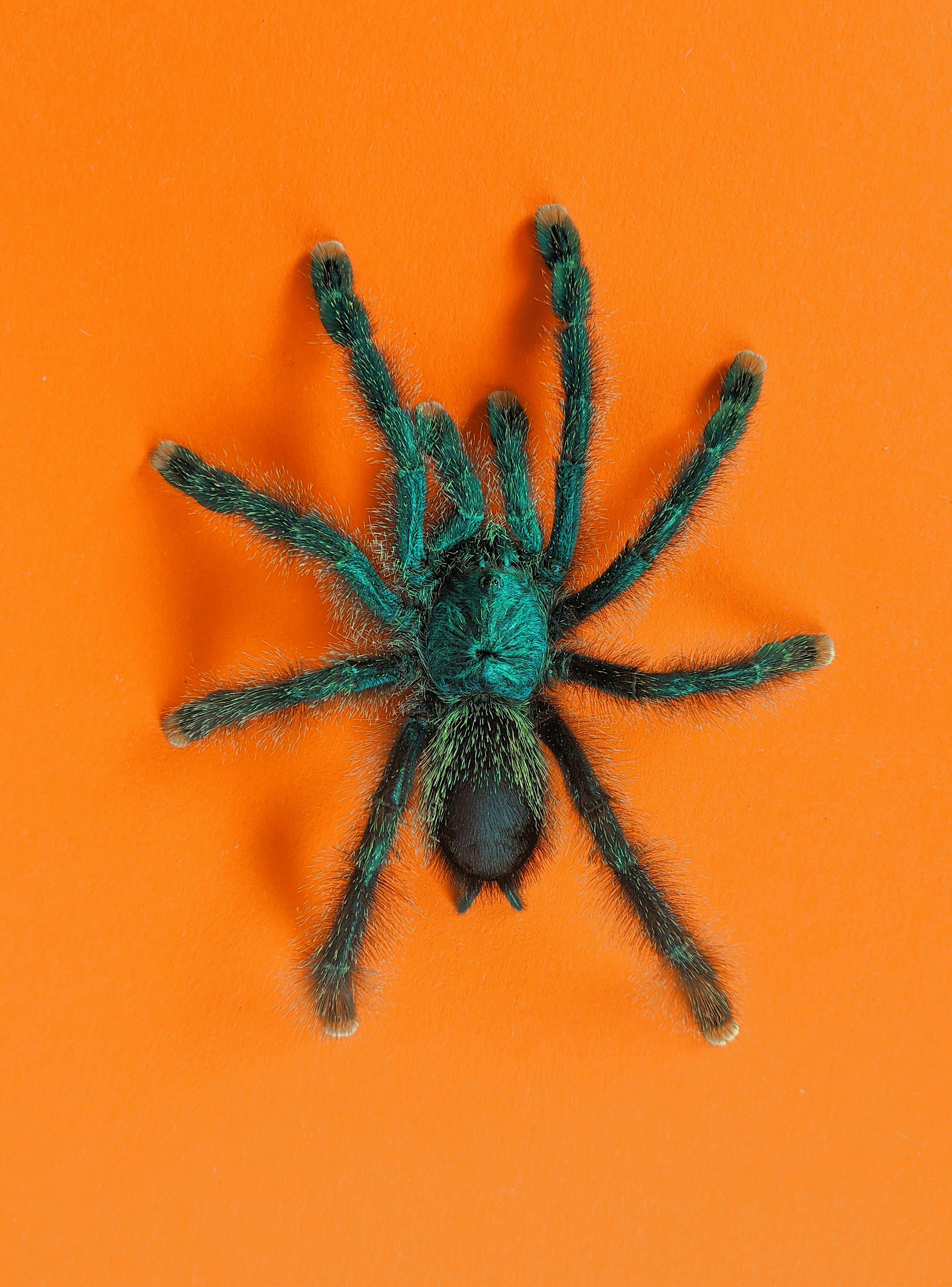 How Do You Handle And Care For The Intricate Mexican Redknee Tarantula?