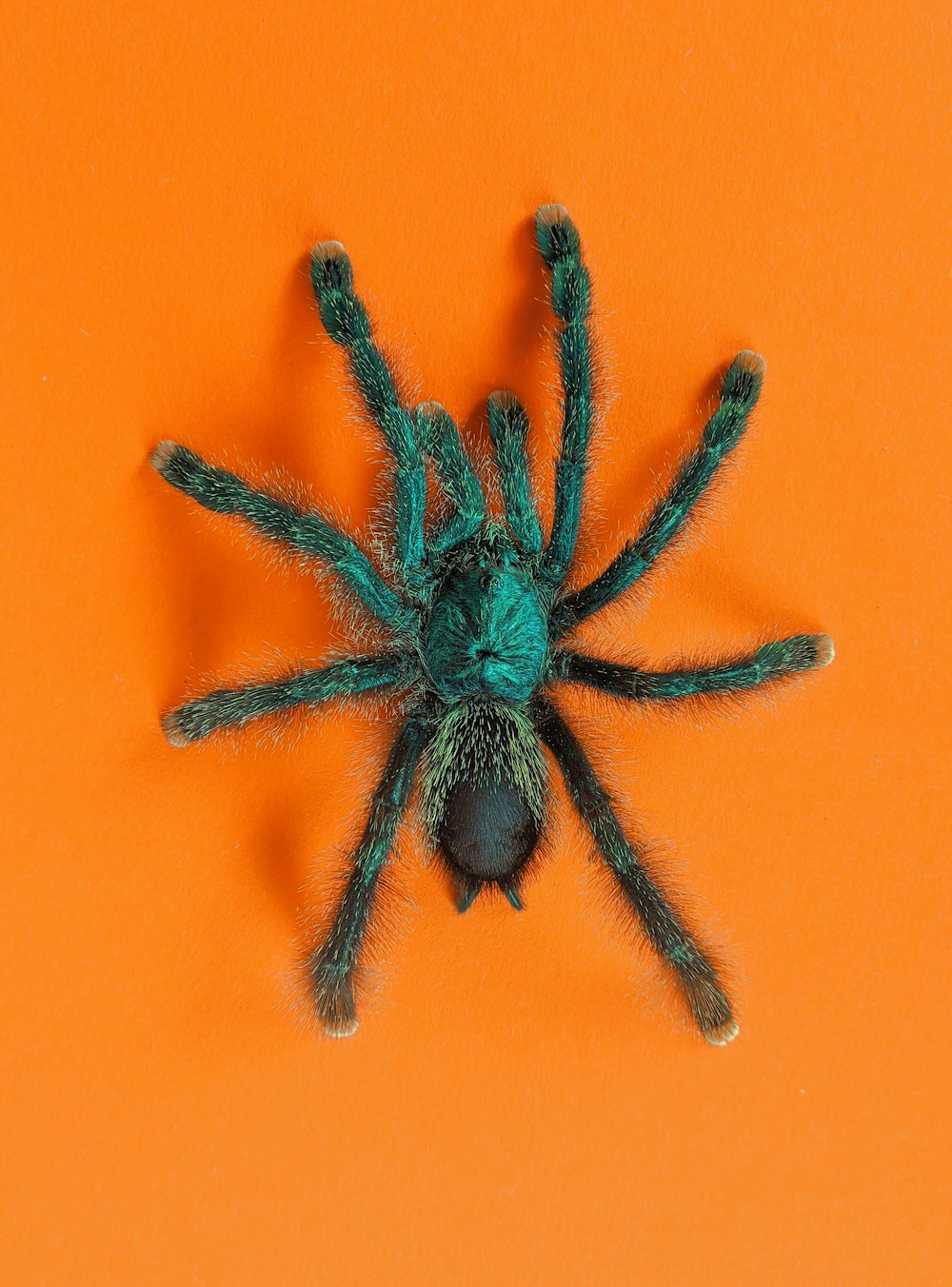 black spider on orange surface
