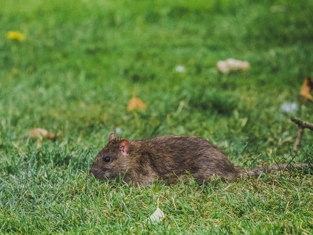 brown rodent on green grass during daytime