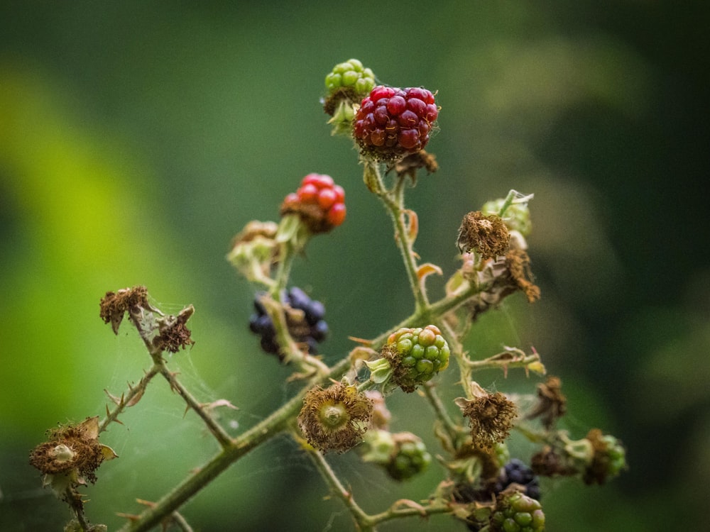 red and green flower buds