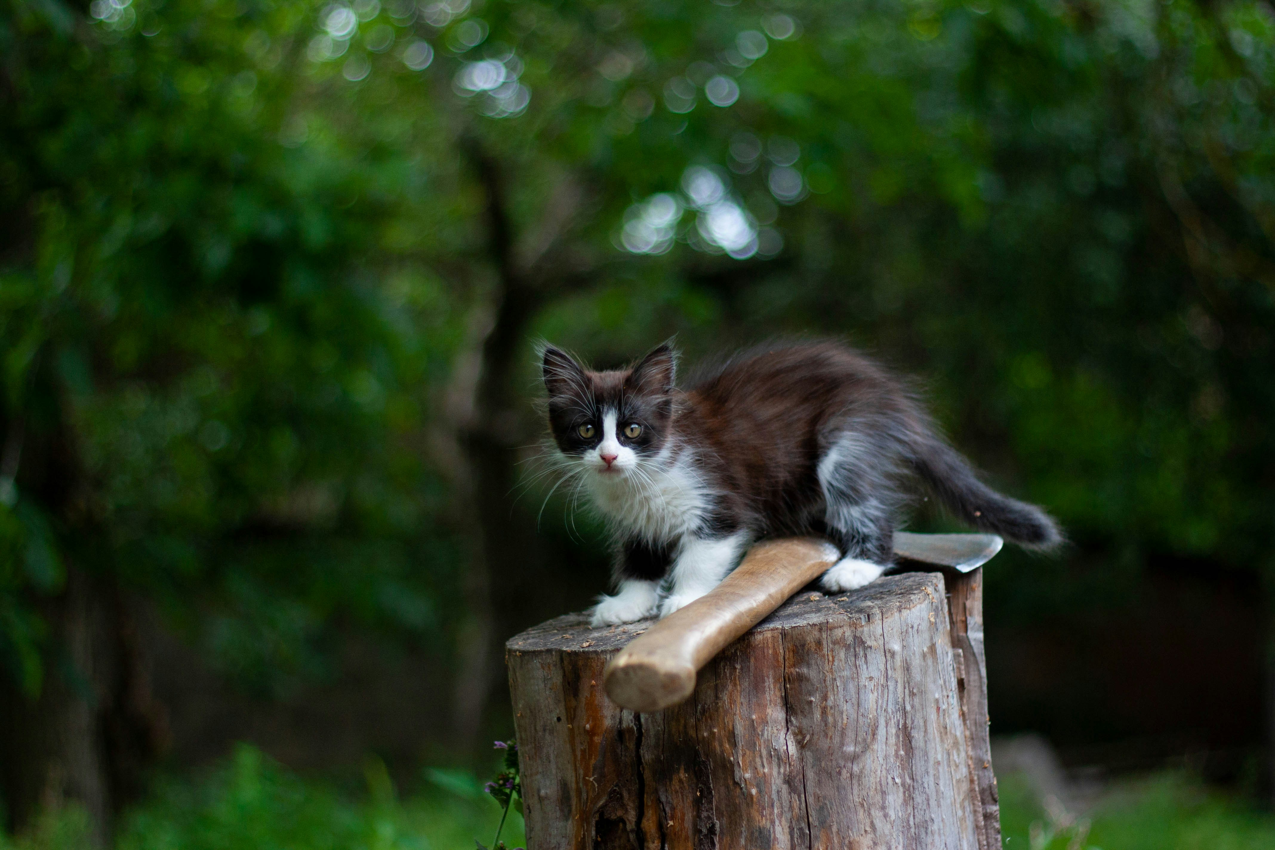 Conservation Note: Protecting Felines Big and Small (image credits: unsplash)