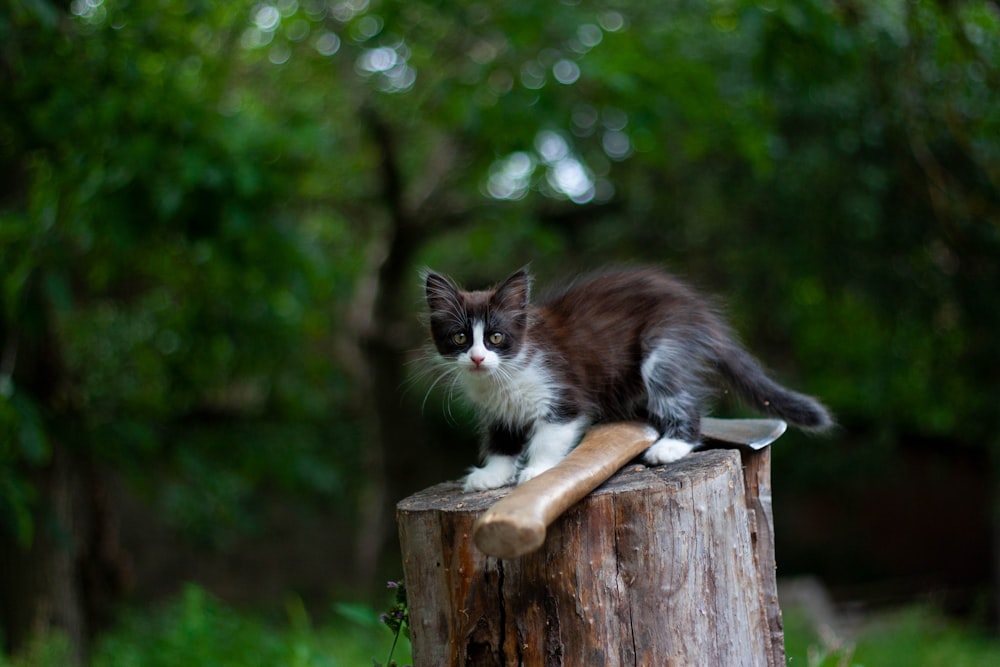 white and brown cat on brown wooden fence during daytime