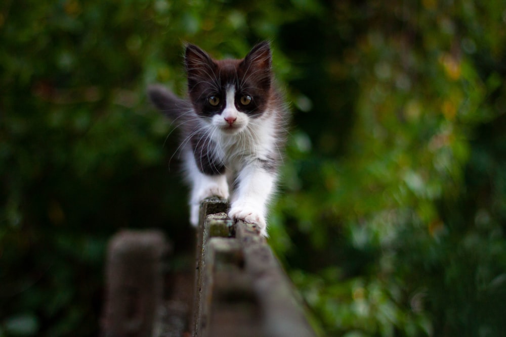 white and black cat on brown wooden fence during daytime
