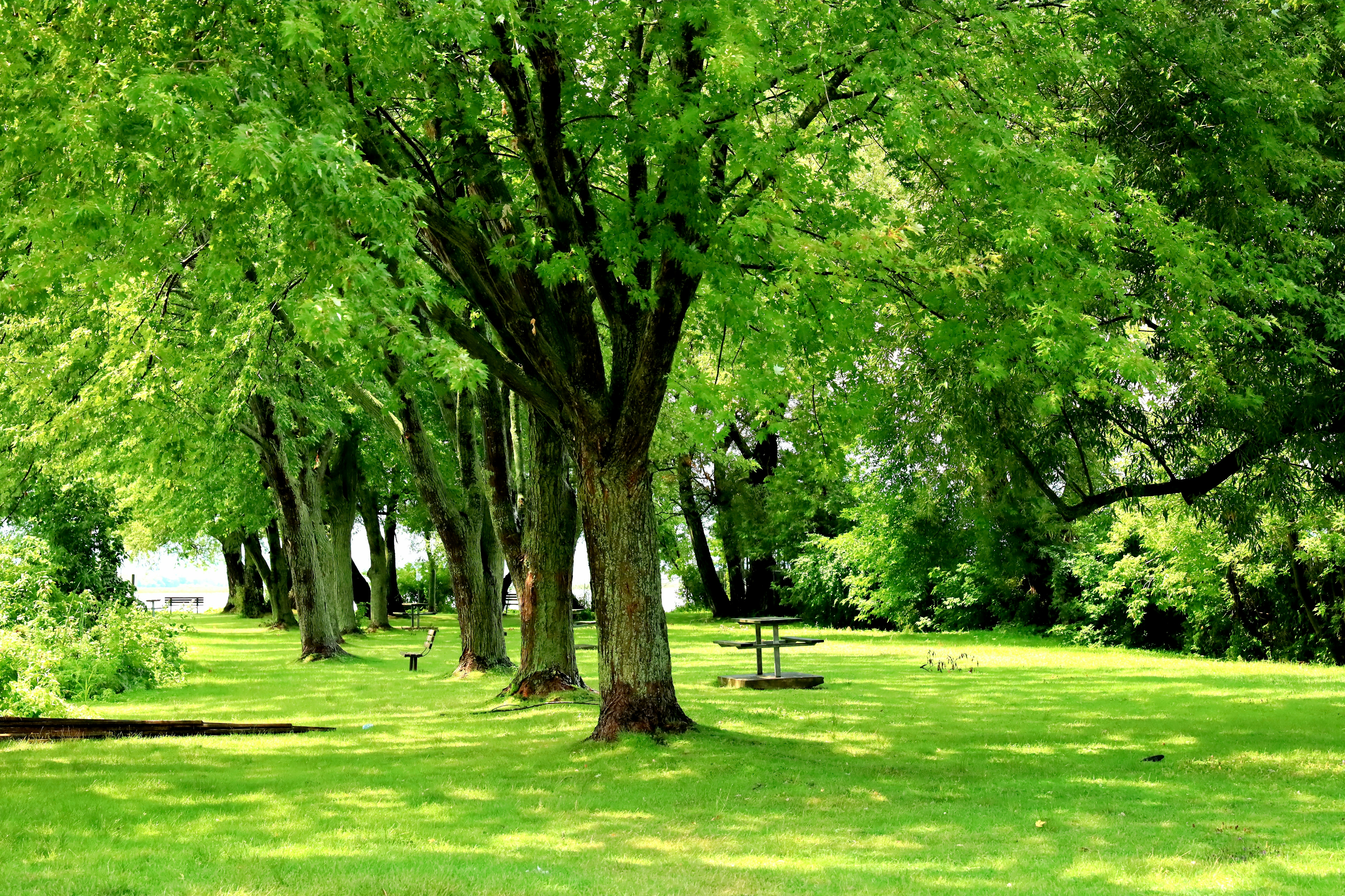 green grass field with trees