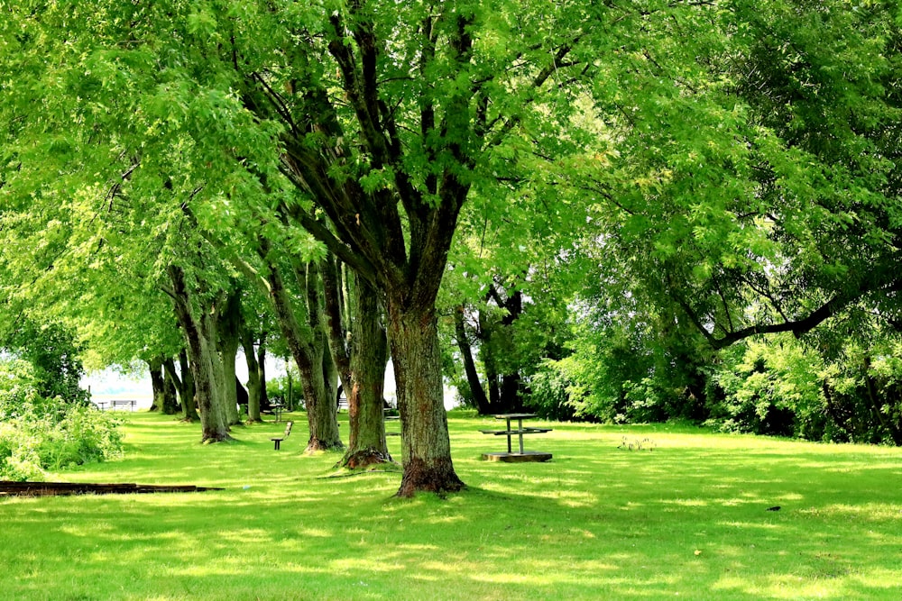 green grass field with trees