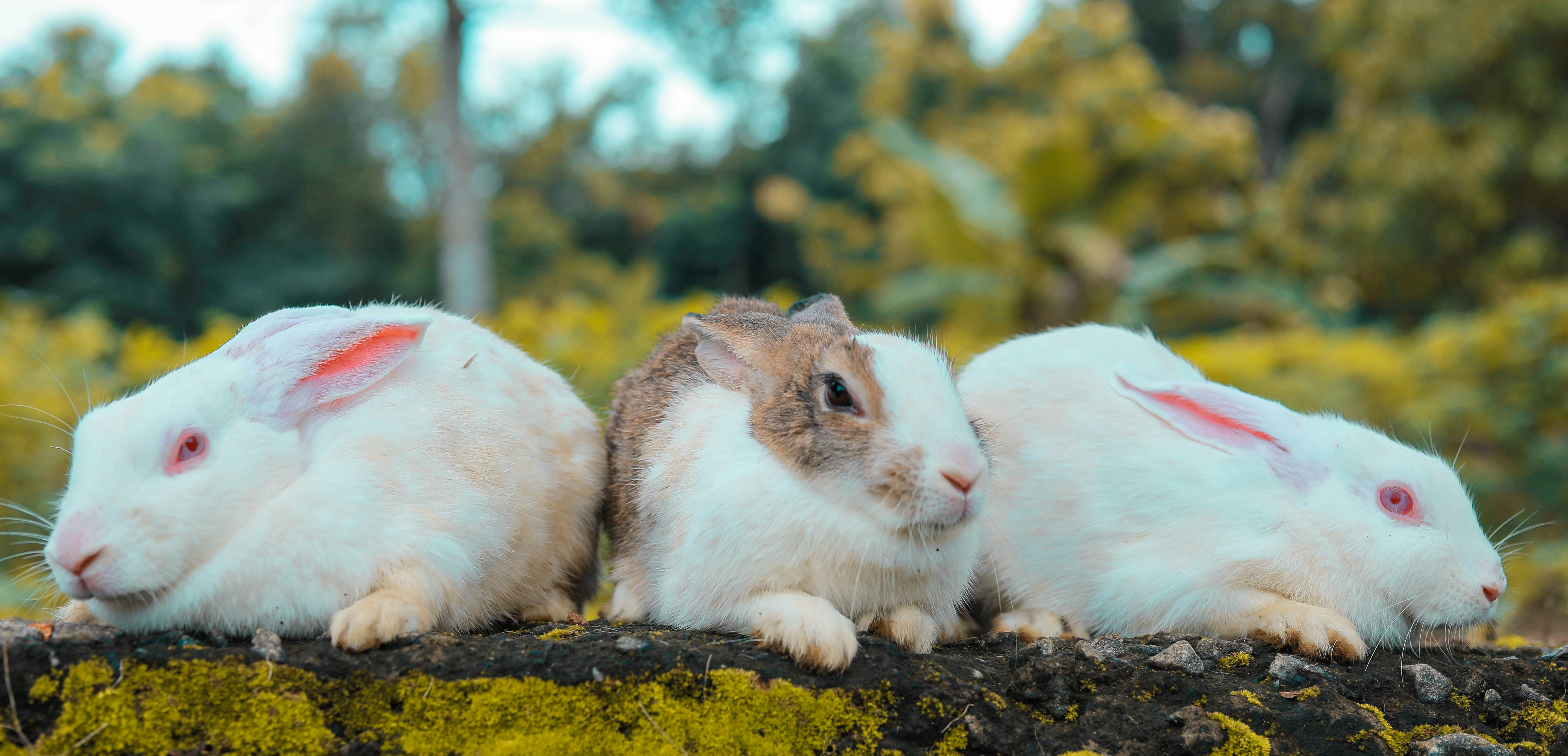 white and brown rabbit on brown rock
