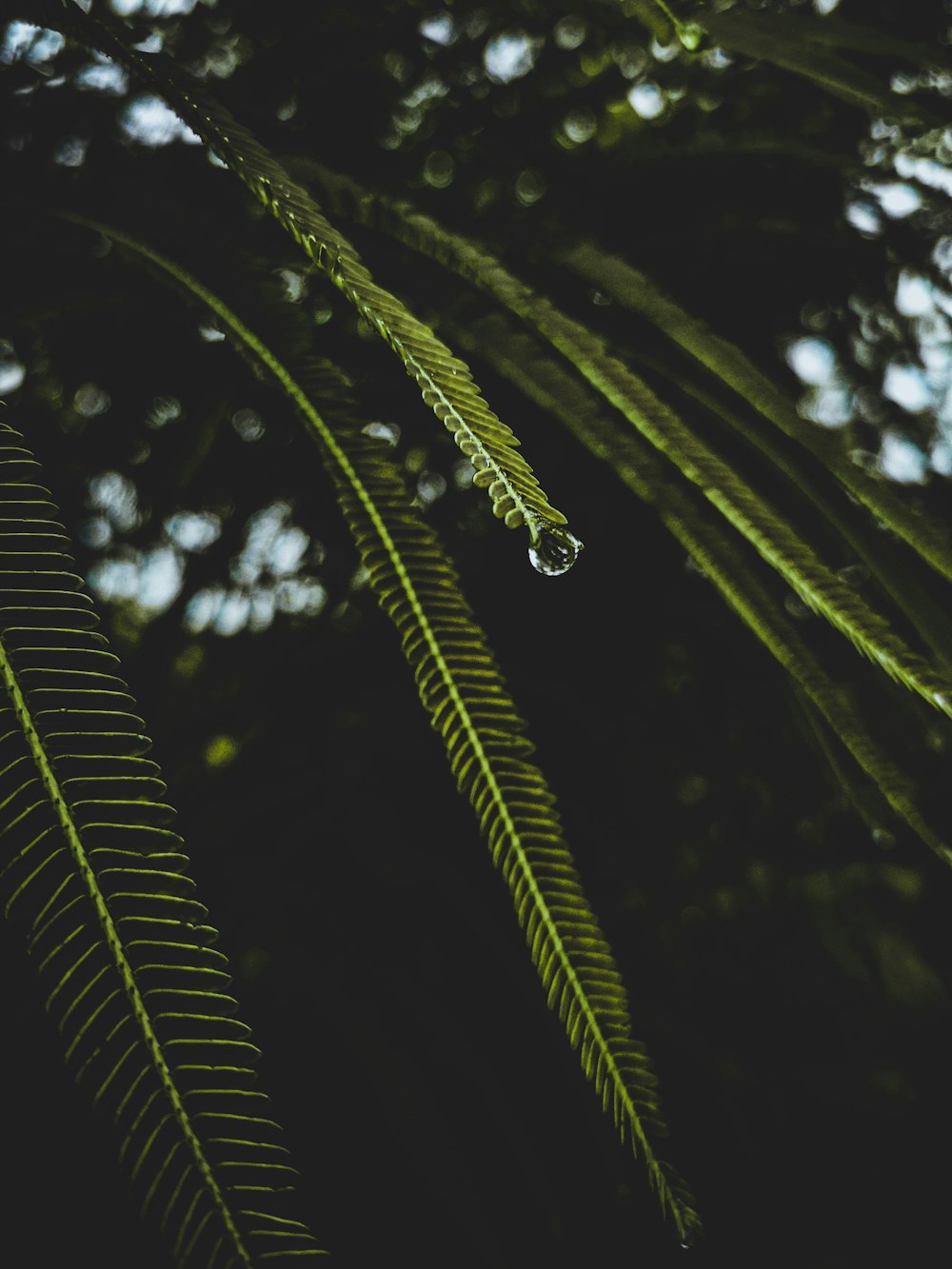 green banana tree during daytime